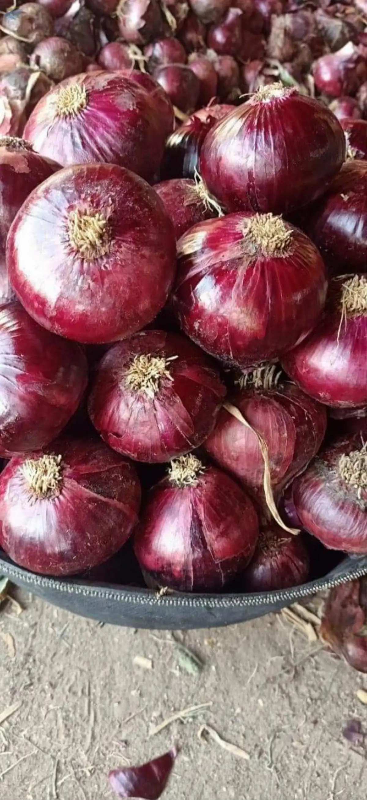 Onion Red