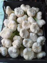Garlic