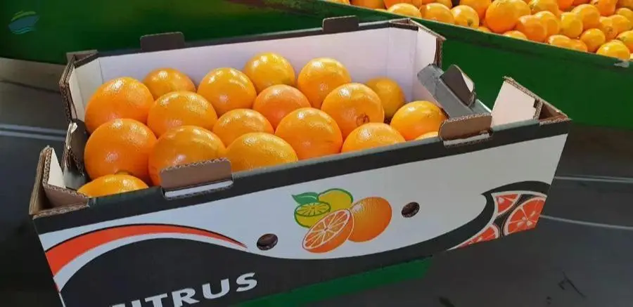 Navel Oranges