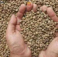 Robusta Coffee Beans  Wp Grade 1 S