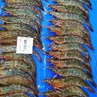 Vannamei Shrimps