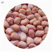 Groundnut Kernels