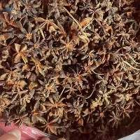 Aniseed