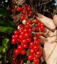 Schisandra Chinensis