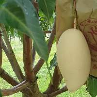 Fresh Mangoes