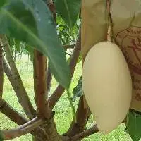 Fresh Mangoes