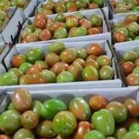Tomato