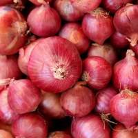 Onion