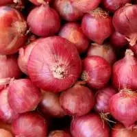 Onion