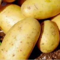 Potato