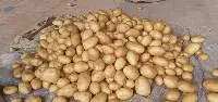 Potato