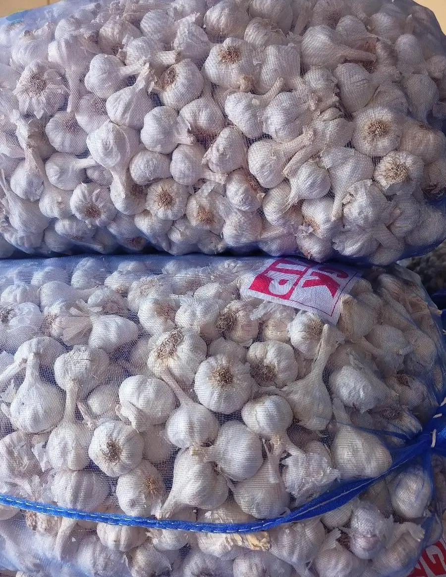 Fresh Garlic