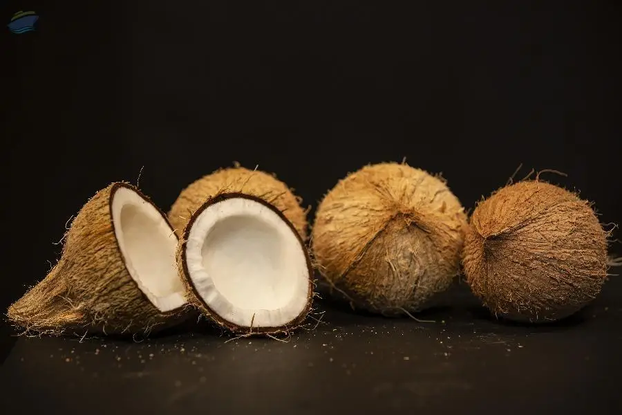 Semi Husked Coconut