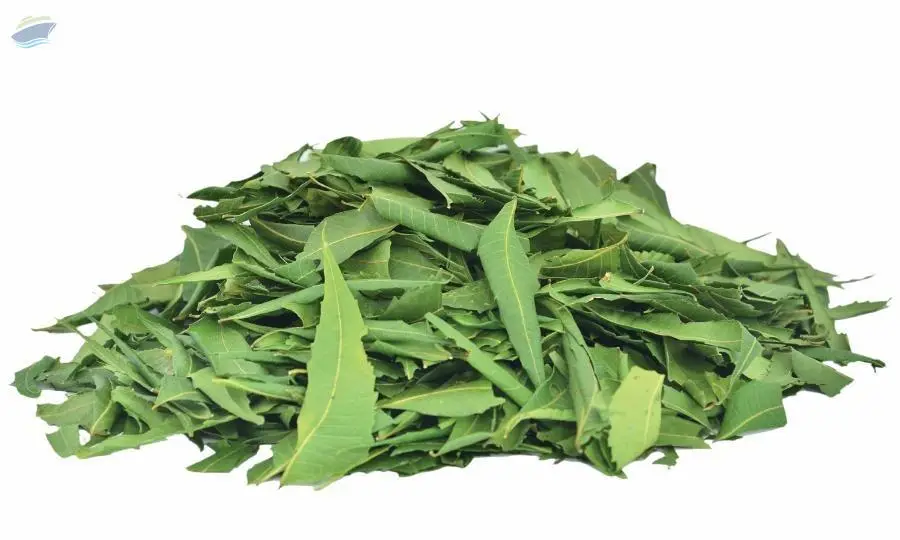 Neem Leaf