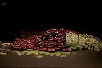Tamarind Seeds