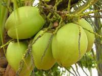 Tender Coconut