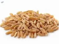 Wheat Grain