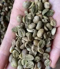 Arabica Gia Lai