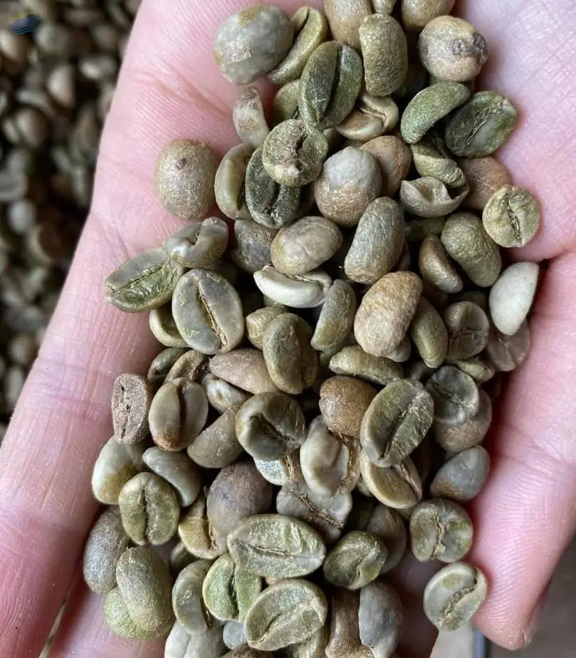 Arabica Gia Lai