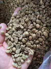 Arabica Cau Dat