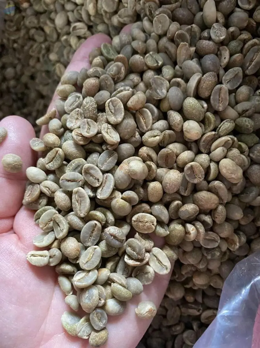 Arabica Cau Dat