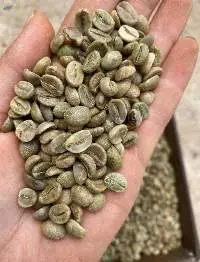Arabica KonTum