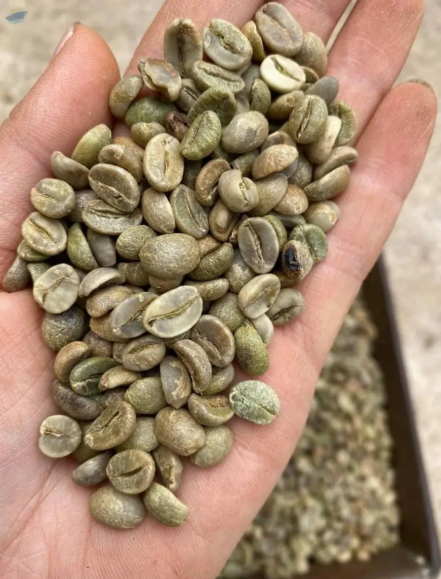 Arabica KonTum