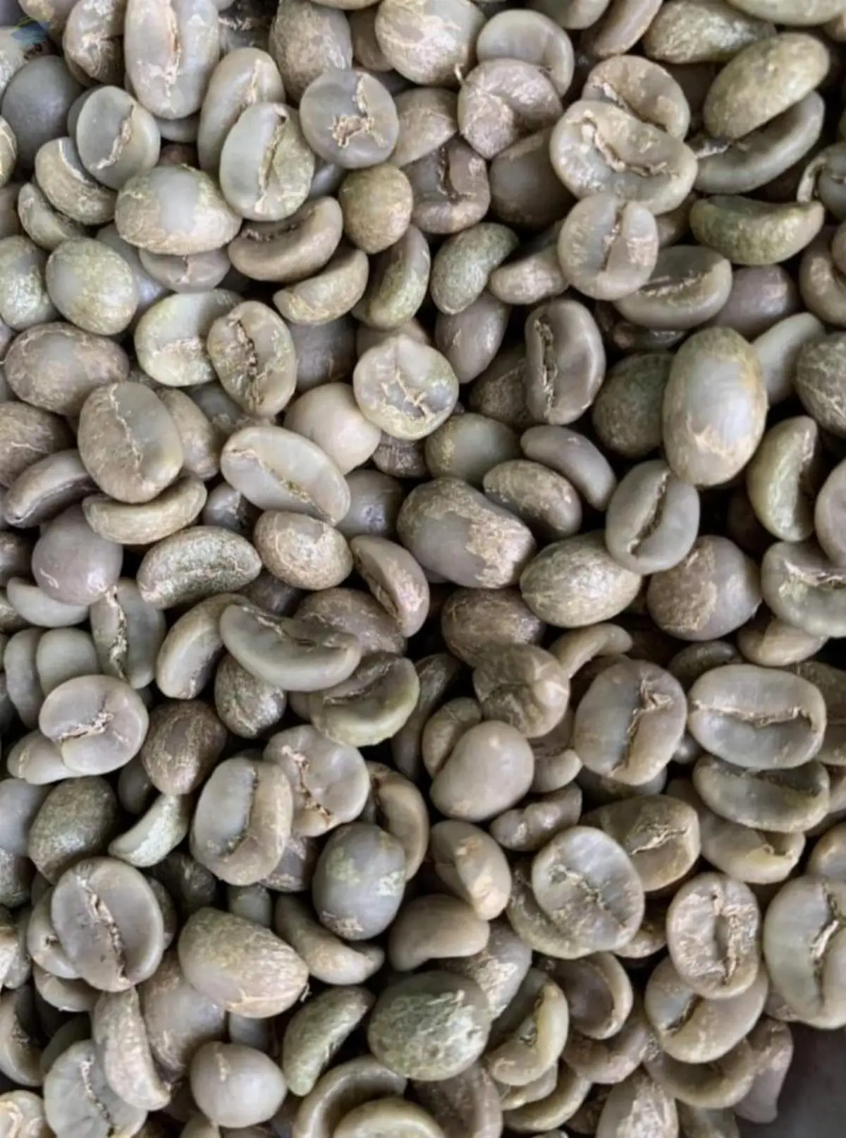 Arabica Lam Ha
