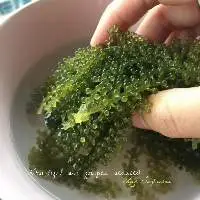 Seagrapes/lato High Quality