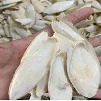 Cuttlefish Bone
