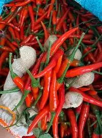 Fresh Red Chilli
