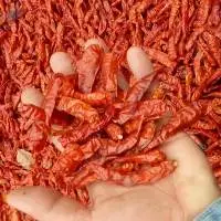 Dried Red Chilli