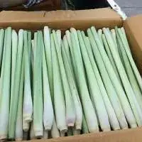 Fresh Lemongrass