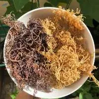 Dried Sea Moss