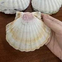 Scallops