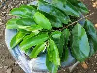 Fresh Soursop Leaves