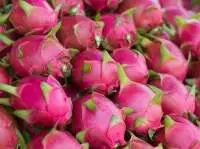 Fresh Dragon Fruit