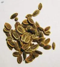 Fennel Seed