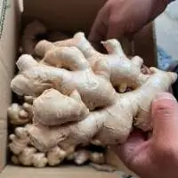 fresh elephant ginger
