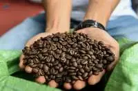 Robusta Coffee Beans