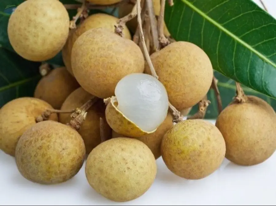 Longan