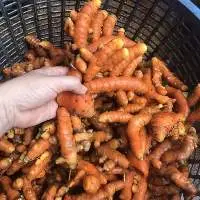 Fresh Turmeric