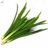 Fresh Pandan leaves