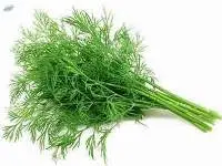 Organic Dill Leaves