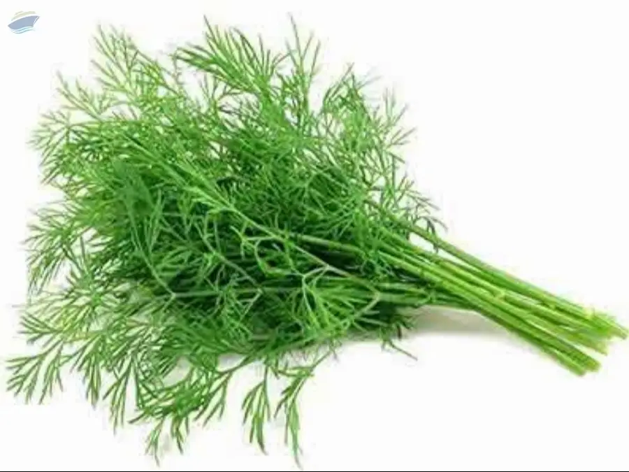 Organic Dill Leaves