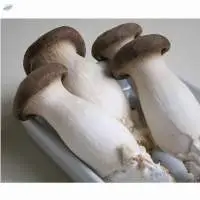 king oyster mushroom
