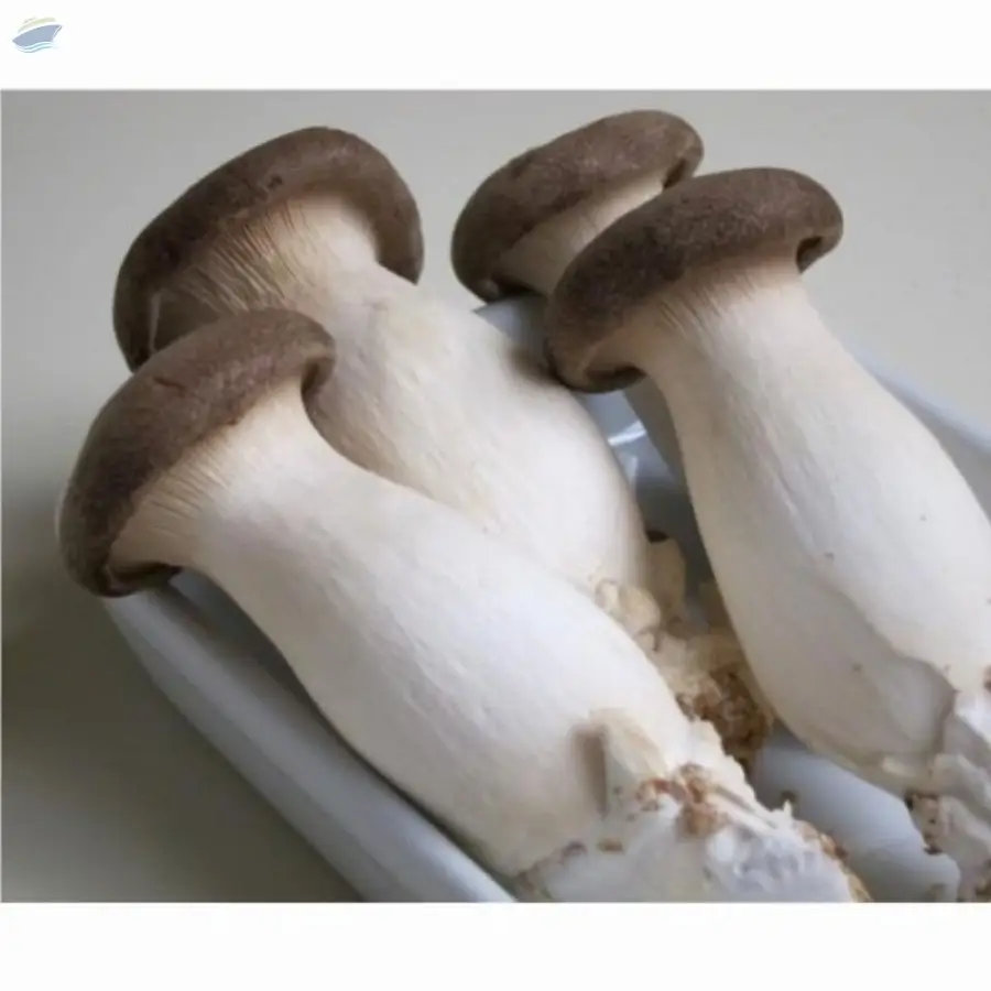king oyster mushroom