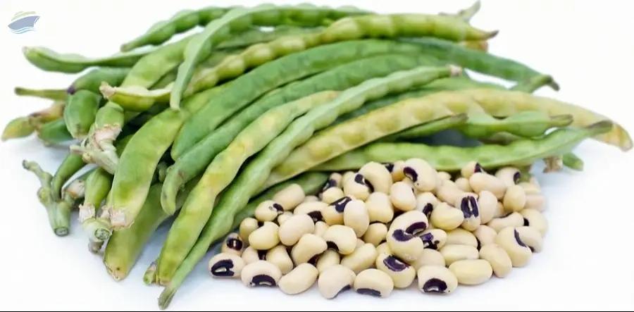 Black Eyed Beans
