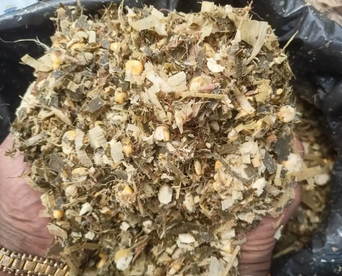 Corn Silage