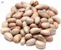Jackfruit seeds